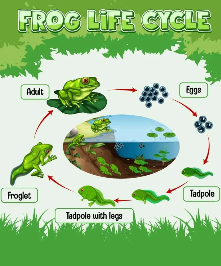 Life Cycle of Frog Complete Guide from Egg to Adult