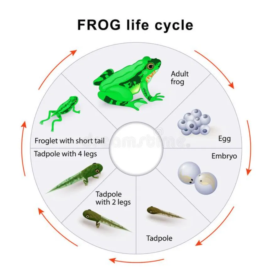 Life Cycle of Frog Complete Guide from Egg to Adult 
