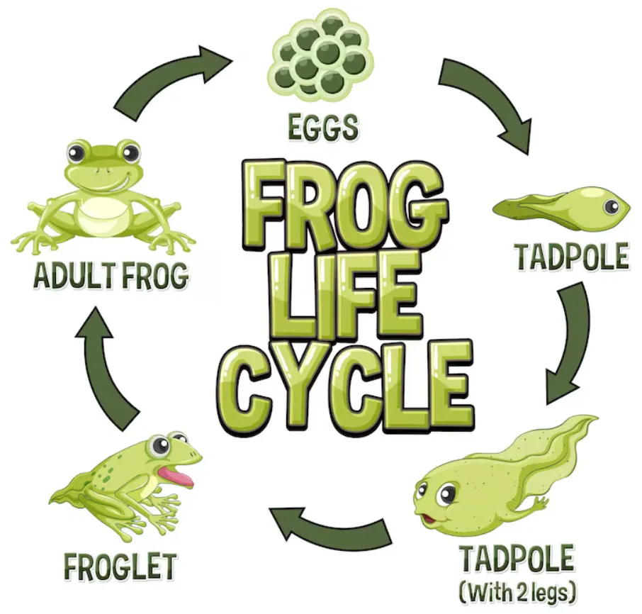 Life Cycle of Frog Complete Guide from Egg to Adult 