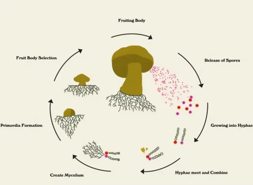 Life Cycle of Fungal A Complete Scientific Guide to Growth, Survival & Ecological Importance