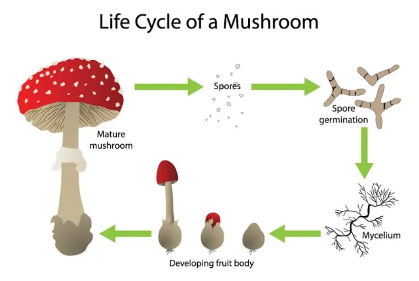 Life Cycle of Fungal A Complete Scientific Guide to Growth, Survival & Ecological Importance