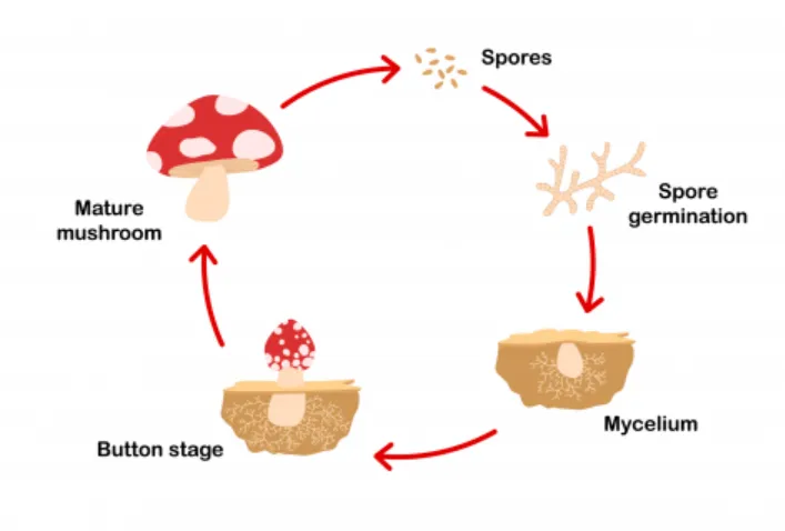 Life Cycle of Fungal A Complete Scientific Guide to Growth, Survival & Ecological Importance