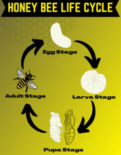 Life Cycle of Honey Bee