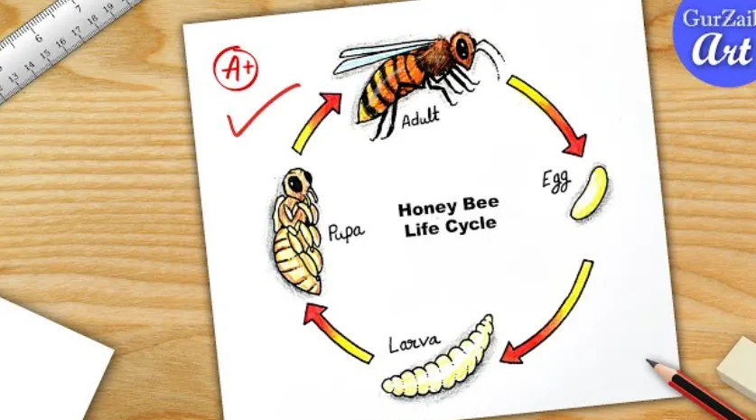 Life Cycle of Honey Bee