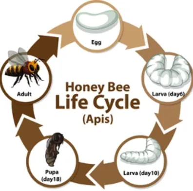 Life Cycle of Honey Bee