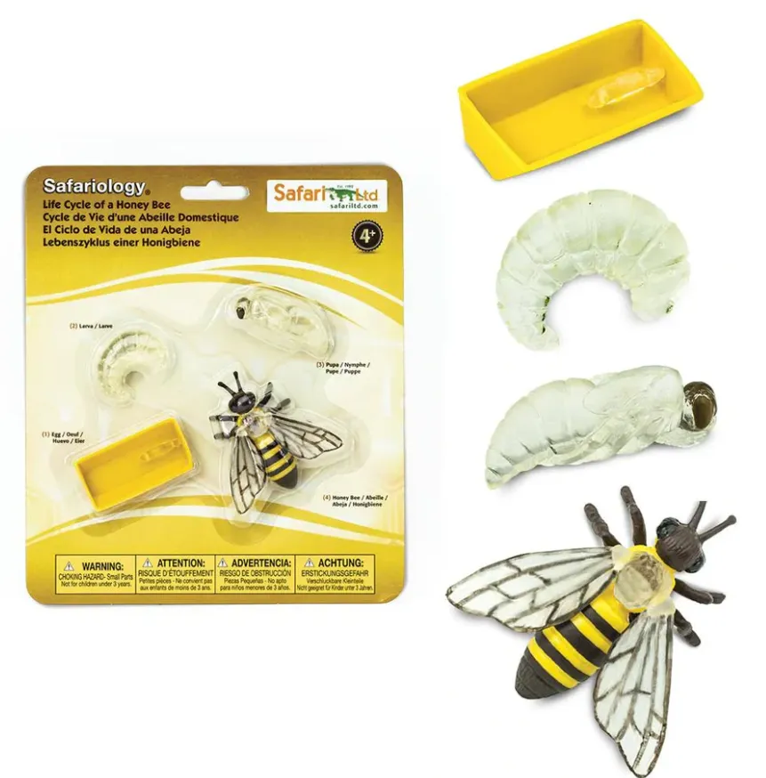 Life Cycle of Honey Bee Explained From Egg to Queen – A Complete Scientific Guide for 2026