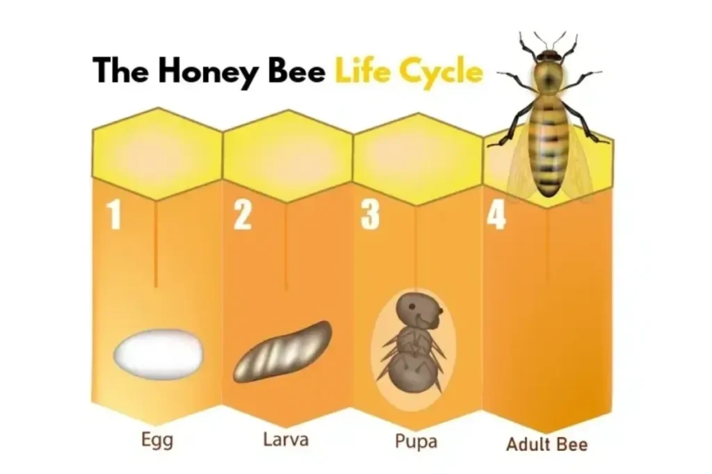 Life Cycle of Honey Bee Explained From Egg to Queen – A Complete Scientific Guide for 2026