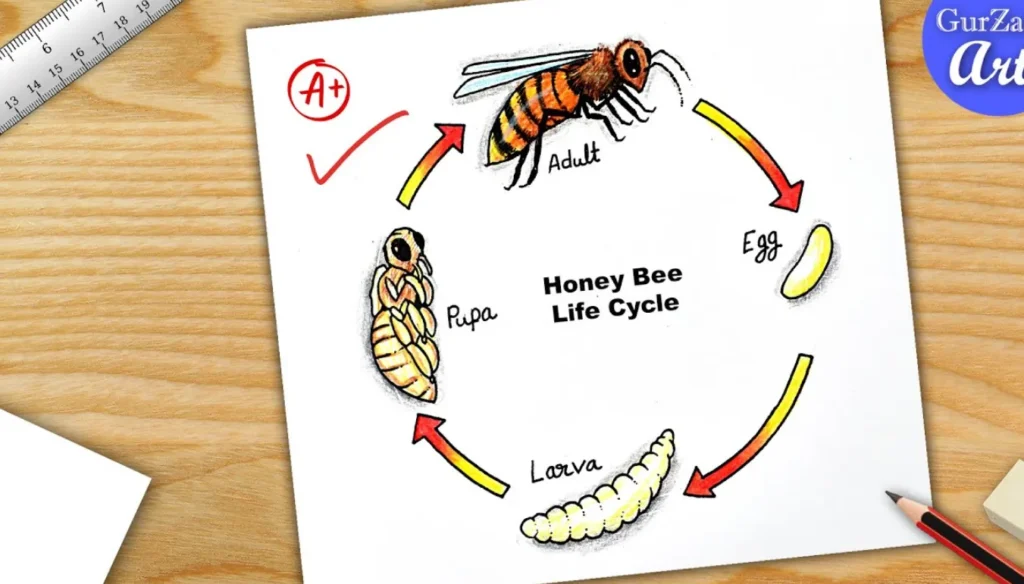 Life Cycle of Honey Bee Explained From Egg to Queen – A Complete Scientific Guide for 2026