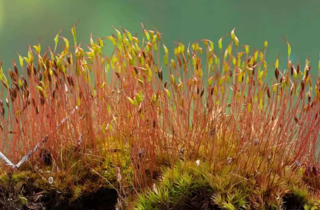Life Cycle of Moss
