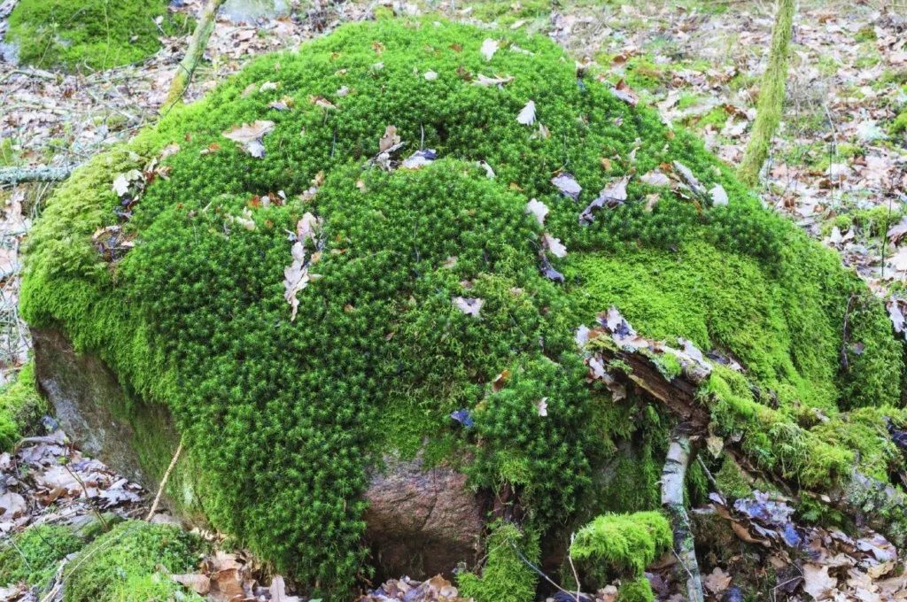 Life Cycle of Moss