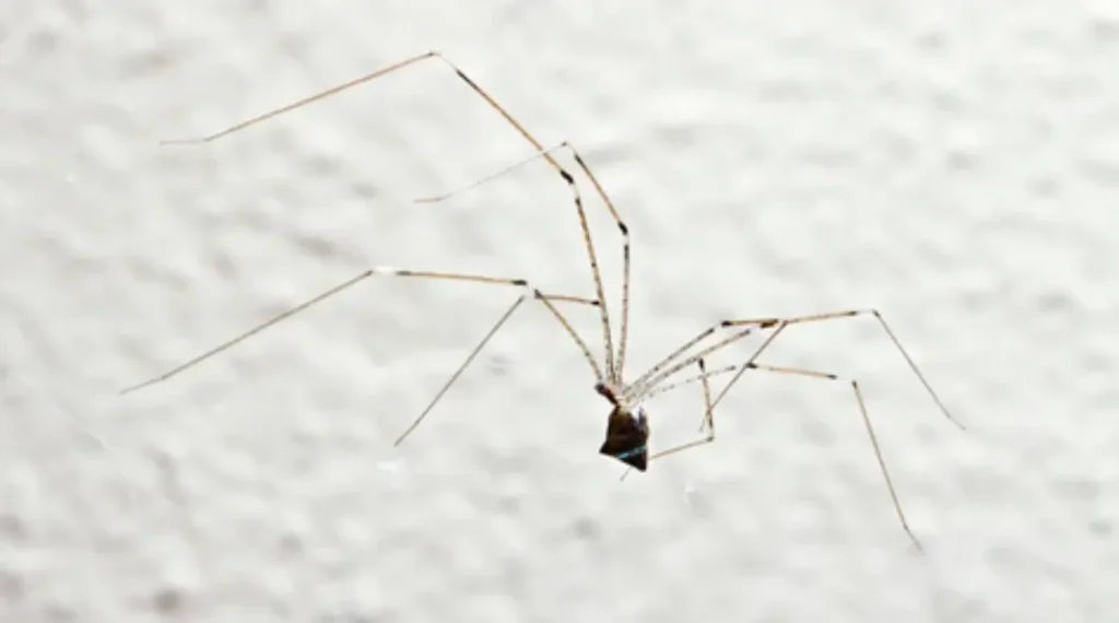 Life Cycle of Spiders