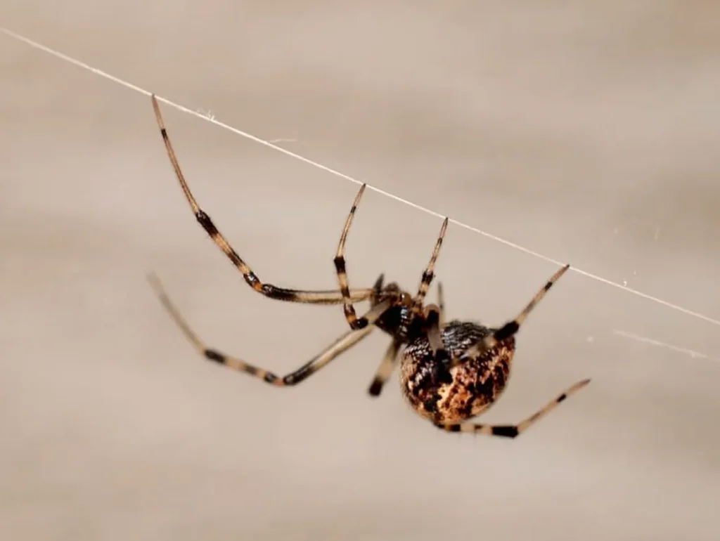 Life Cycle of Spiders