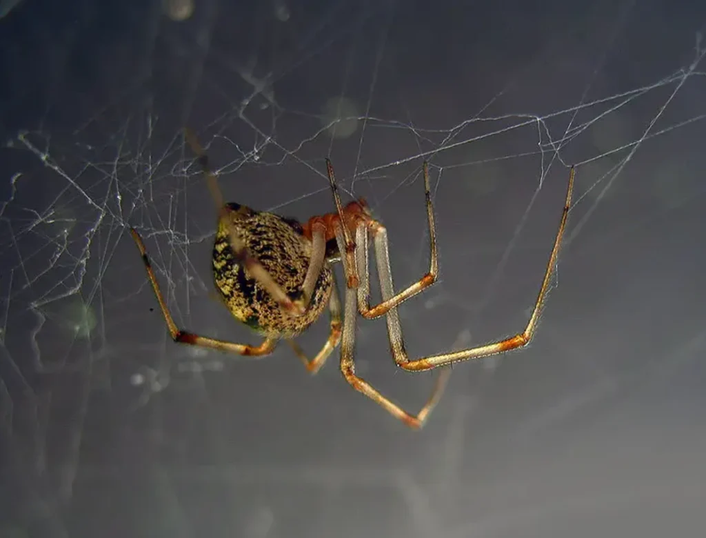 Life Cycle of Spiders