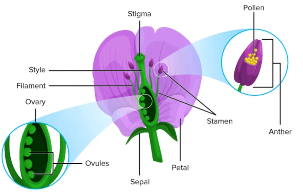 Life Cycle of a Flower Explained
