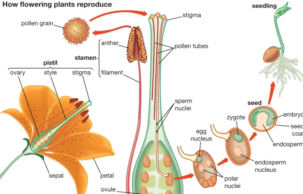 Life Cycle of a Flower Explained