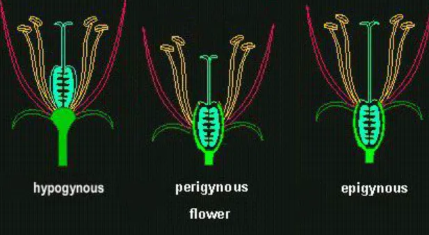 Life Cycle of a Flower Explained