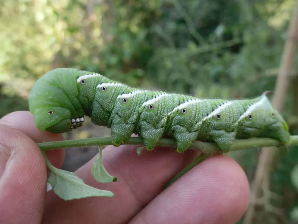 Life Cycle of the Tomato Worm