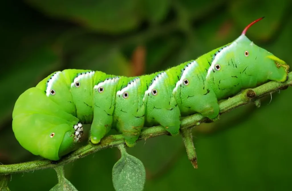 Life Cycle of the Tomato Worm