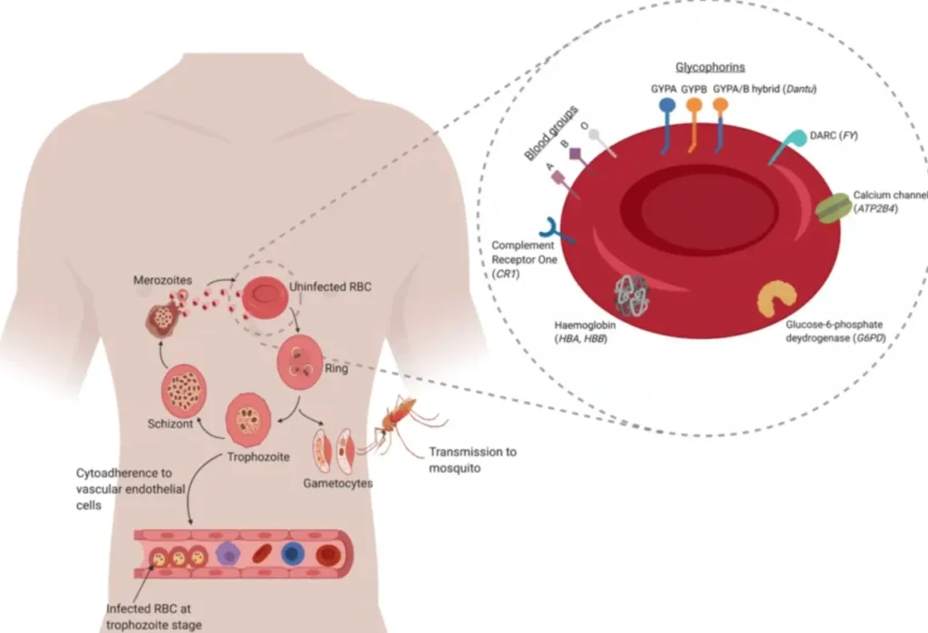 Malaria Life Cycle