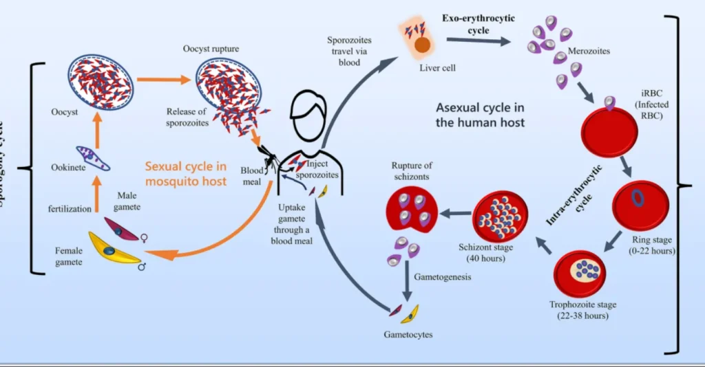 Malaria Life Cycle