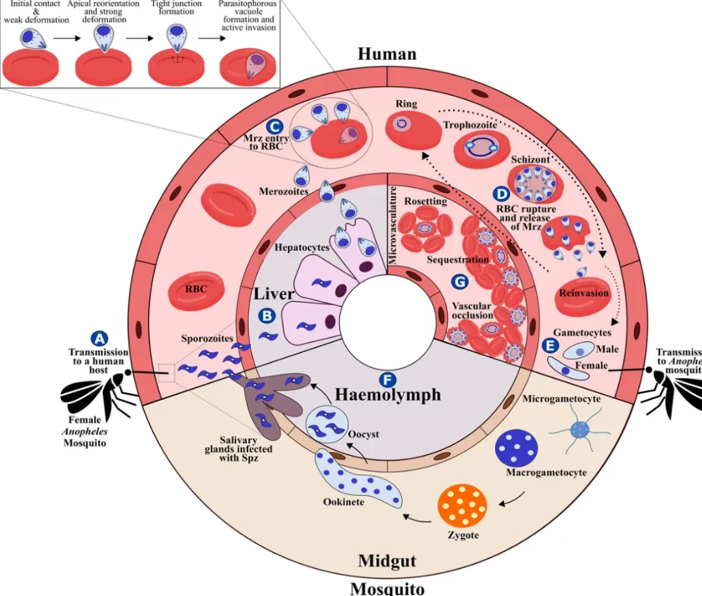 Malaria Life Cycle