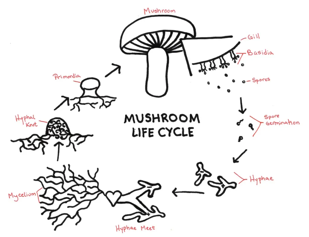 Mushroom Life Cycle