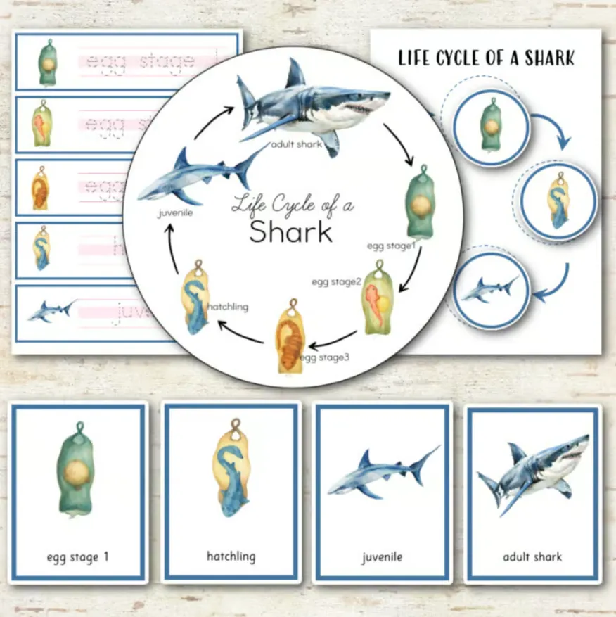 Shark Life Cycle