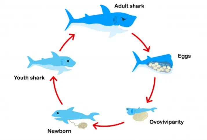 Shark Life Cycle