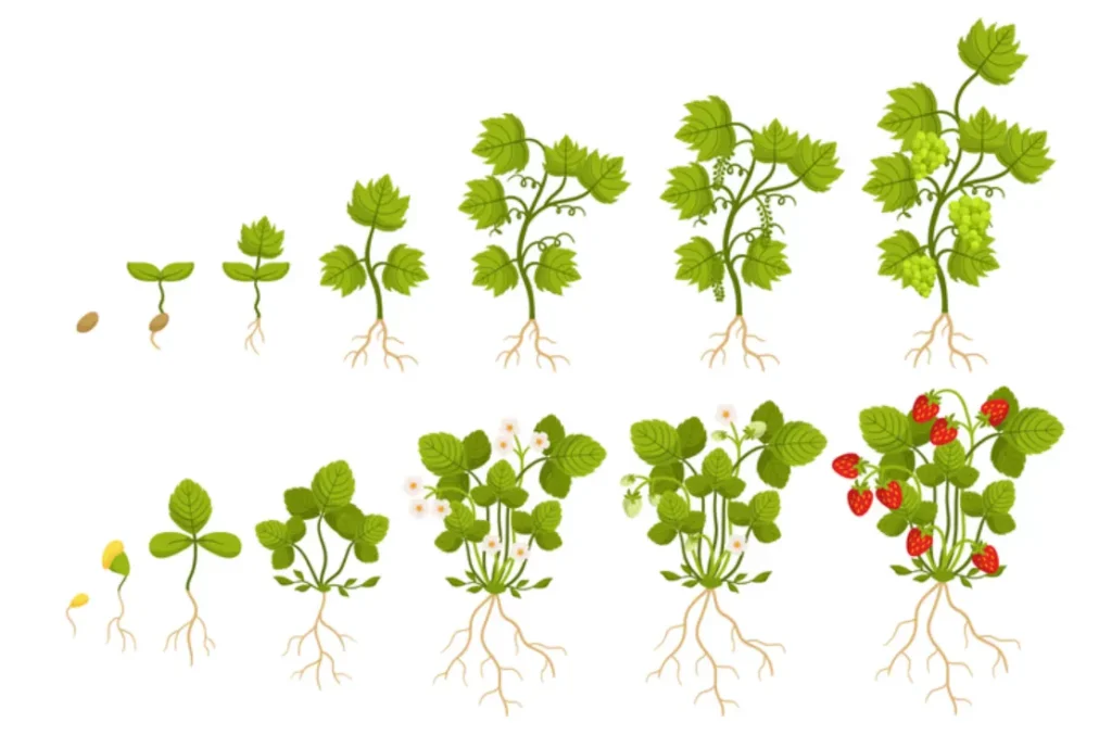 Strawberry Life Cycle