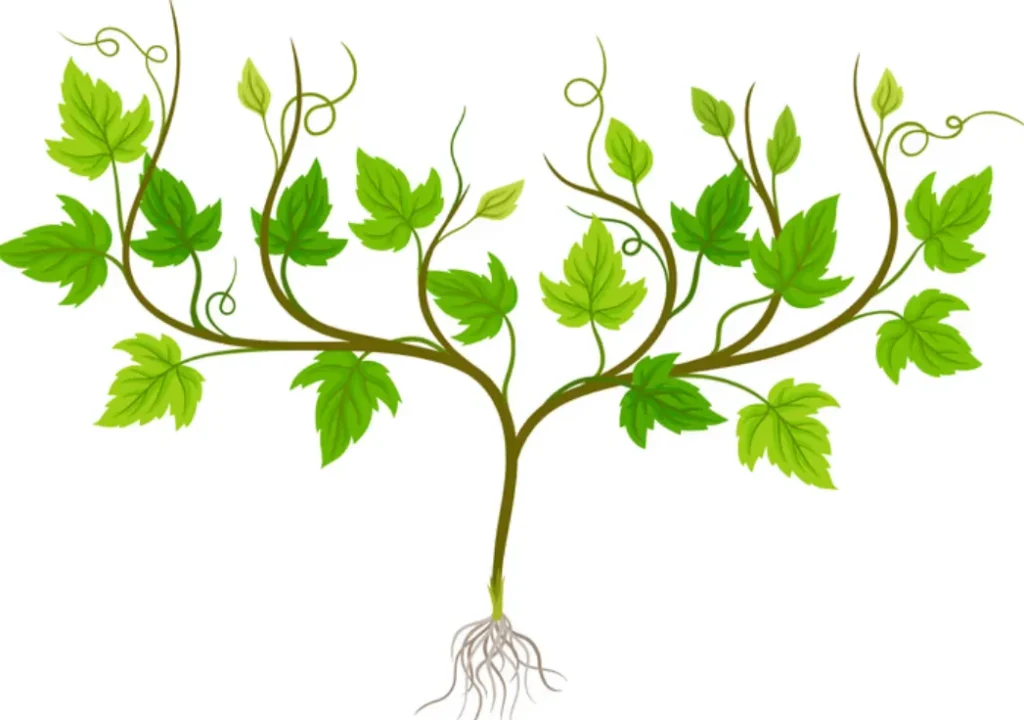 Strawberry Life Cycle