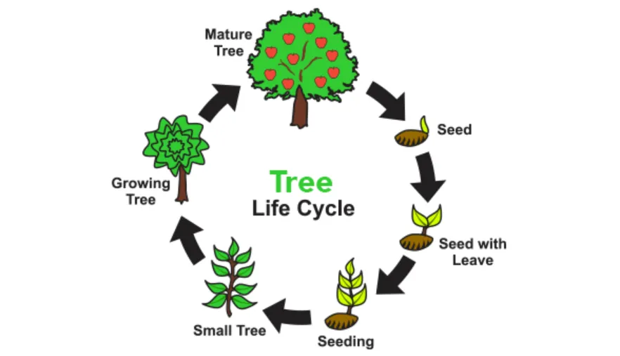 The Complete Life Cycle of a Tree Explained From Seed to Giant Forest Guardian (Ultimate Guide)