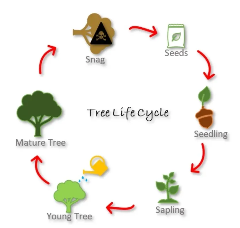 The Complete Life Cycle of a Tree Explained From Seed to Giant Forest Guardian (Ultimate Guide)