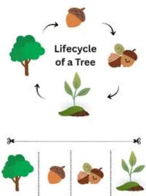 The Complete Life Cycle of a Tree Explained From Seed to Giant Forest Guardian (Ultimate Guide)
