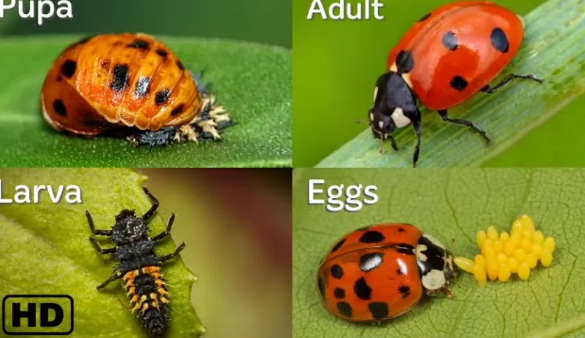 The Complete Life Cycle of the Ladybird From Tiny Egg to Powerful Garden Guardian