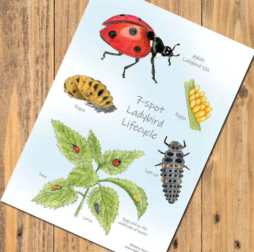 The Complete Life Cycle of the Ladybird From Tiny Egg to Powerful Garden Guardian