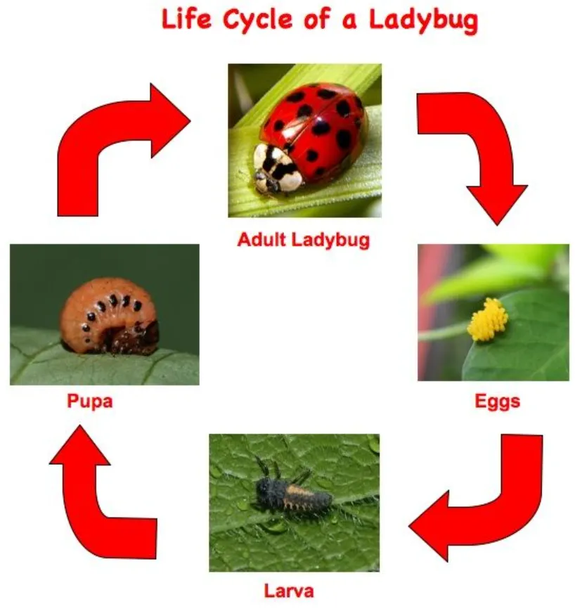 The Complete Life Cycle of the Ladybird From Tiny Egg to Powerful Garden Guardian