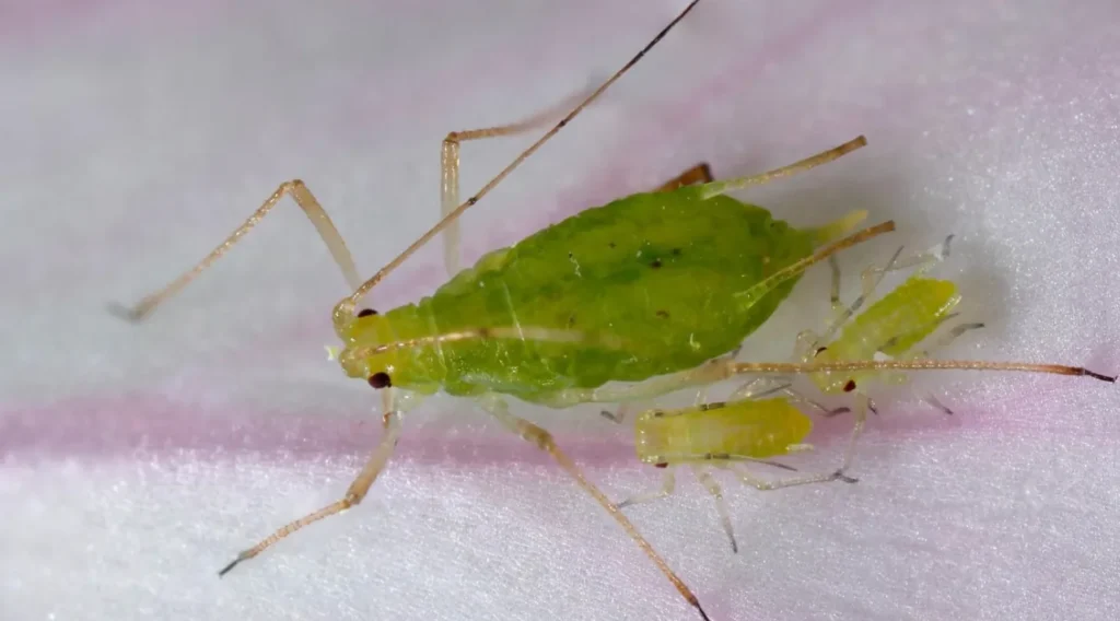 Aphids Life Cycle