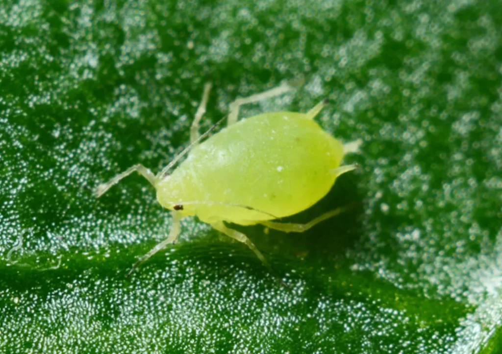 Aphids Life Cycle