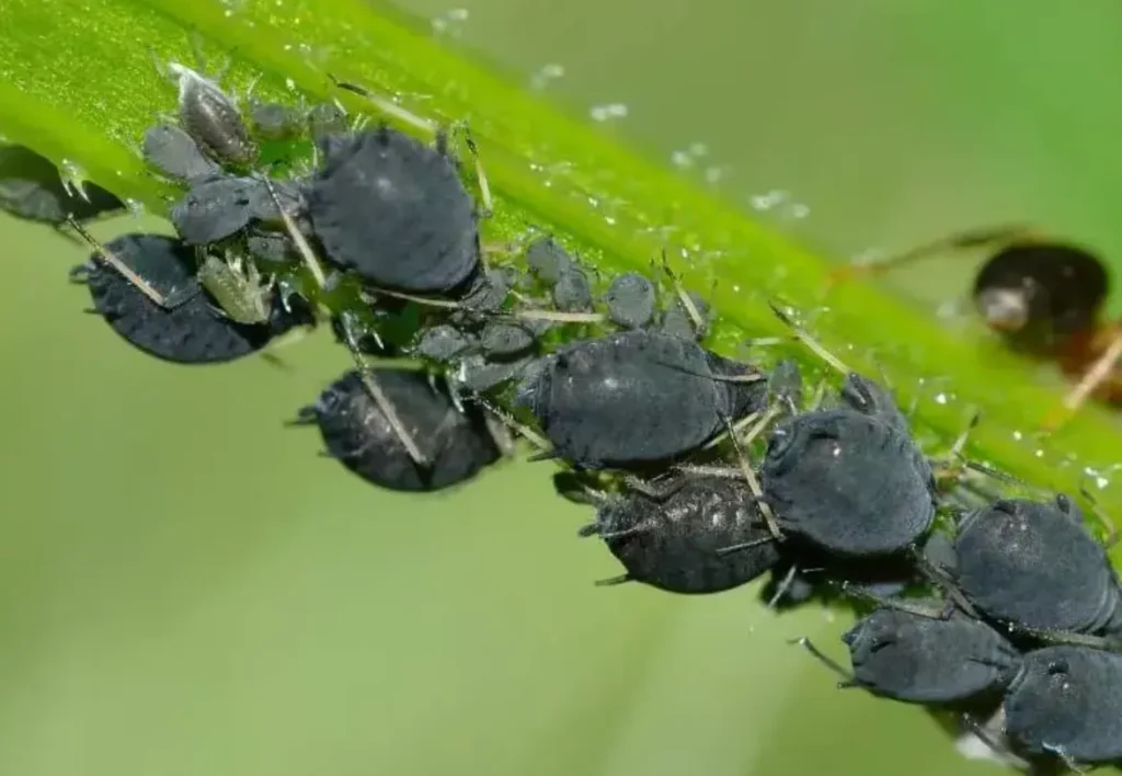 Aphids Life Cycle