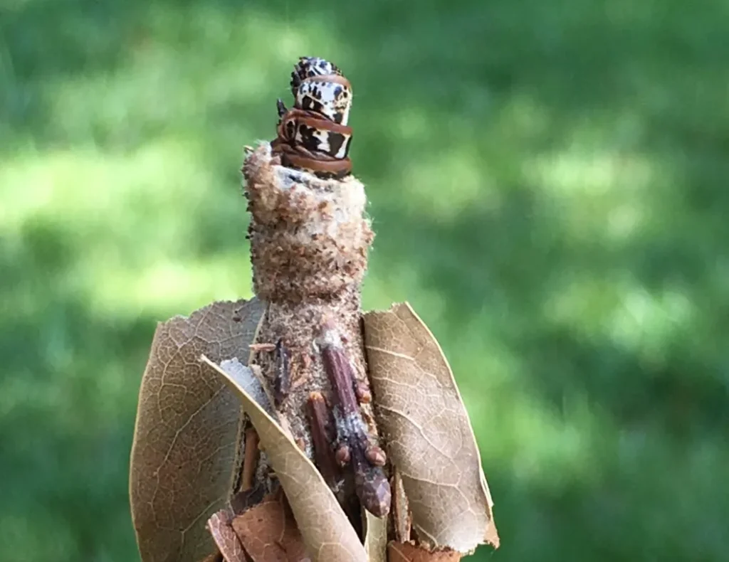 Bagworm Life Cycle