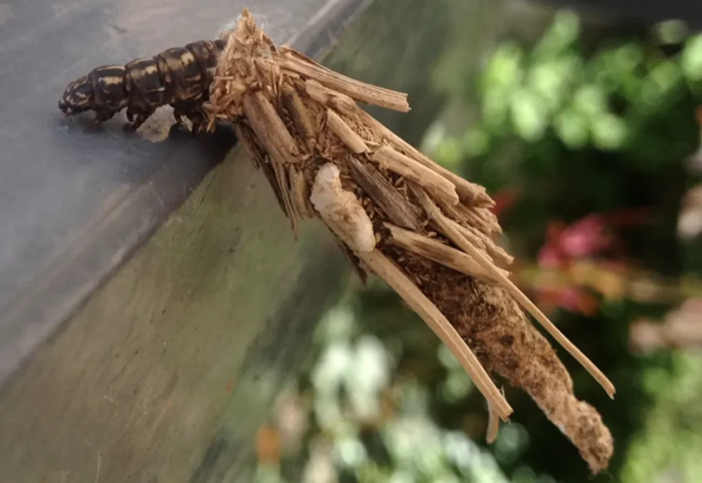 Bagworm Life Cycle