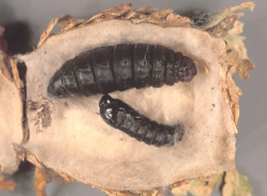 Bagworm Life Cycle