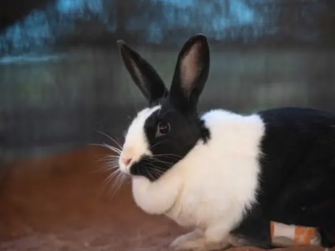 Bunny Life Cycle