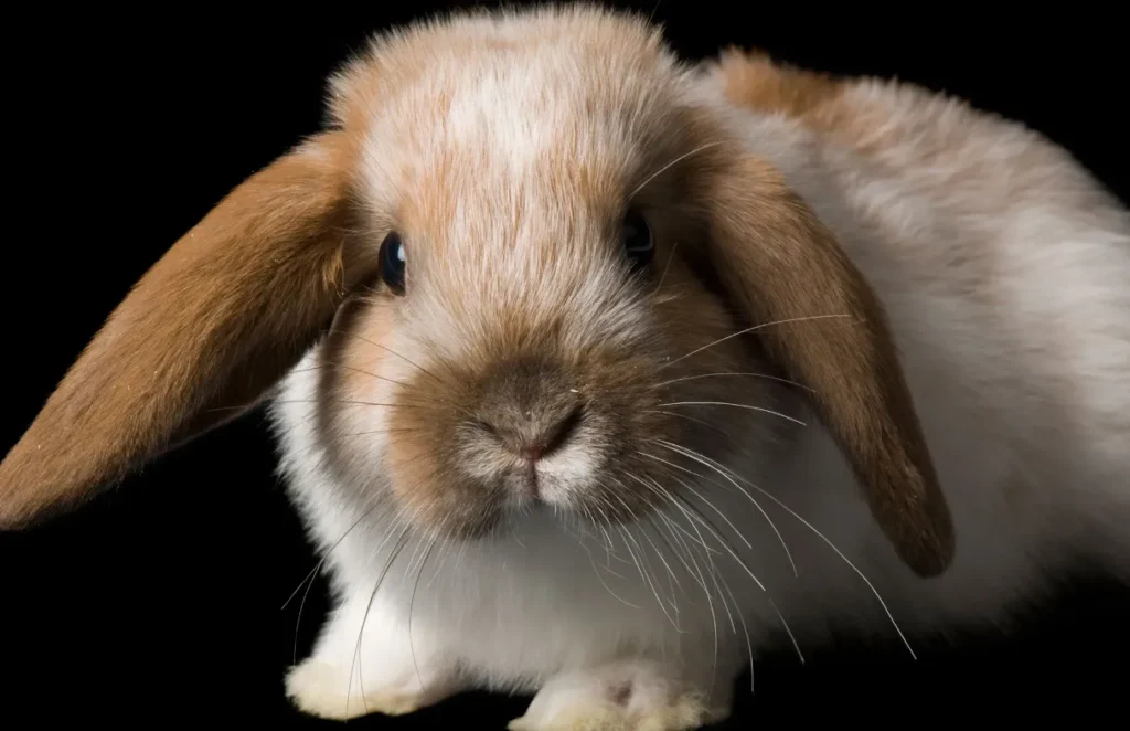Bunny Life Cycle