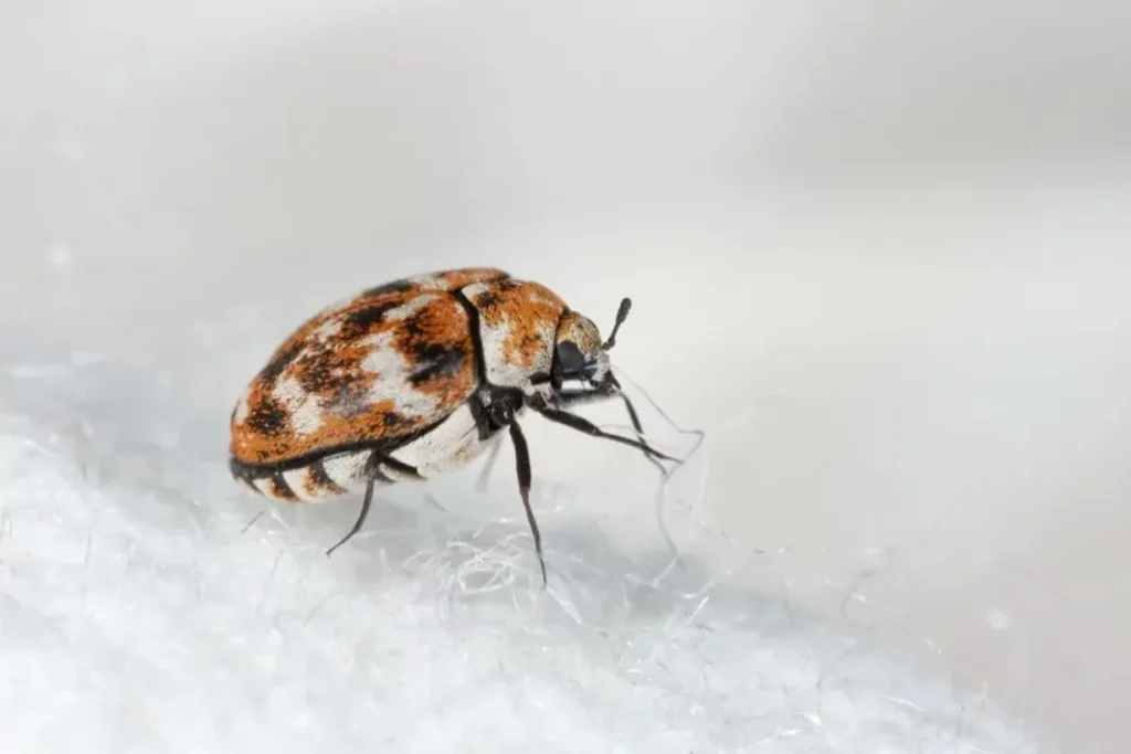 Carpet Beetles Life Cycle