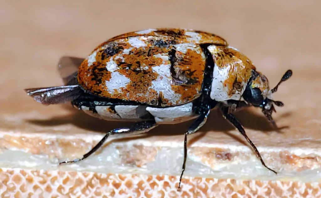 Carpet Beetles Life Cycle
