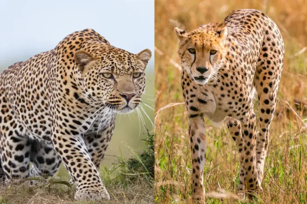 Cheetah Life Cycle