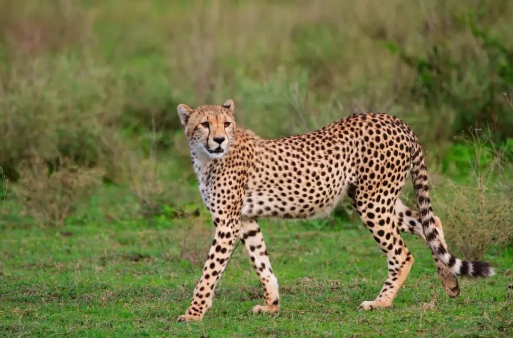 Cheetah Life Cycle