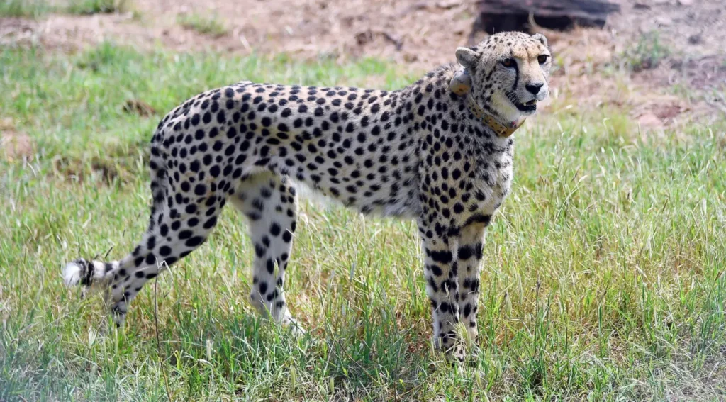 Cheetah Life Cycle