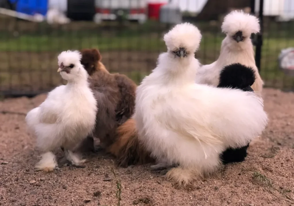 Chickens' Life Cycle